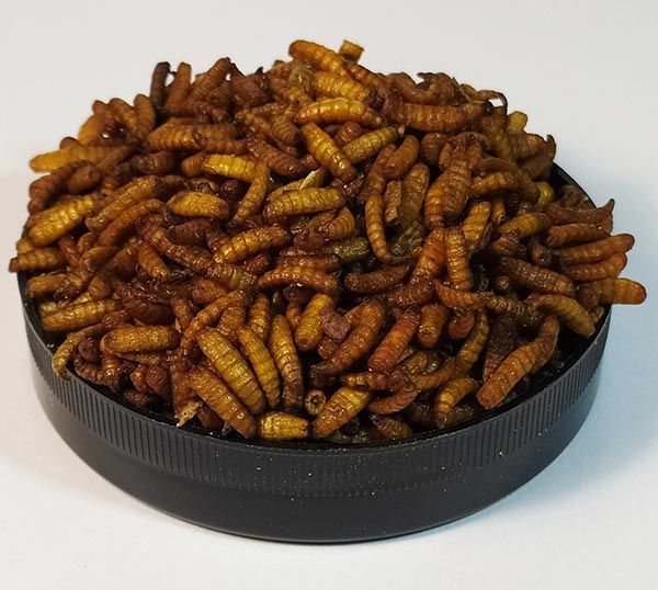 Корм Опариш сухий Maggot тм "Буся" для рептилій, їжаків, птахів, великих риб 450 мл / 160 г 4820238840218 фото